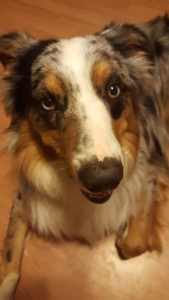 CKC Blue Merle Stud Listing Image