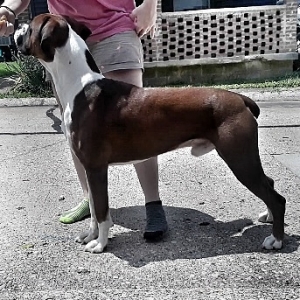 Boxer Stud Listing Image