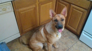Akc male German shepherd Listing Image