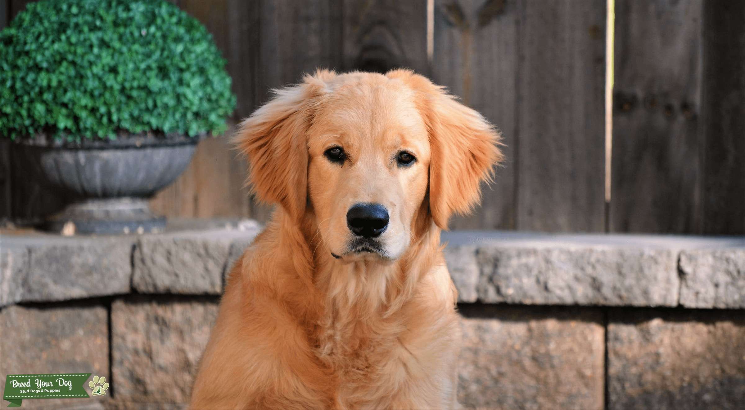 AKC Registered Golden Retriever Stud Service Stud Dog in California