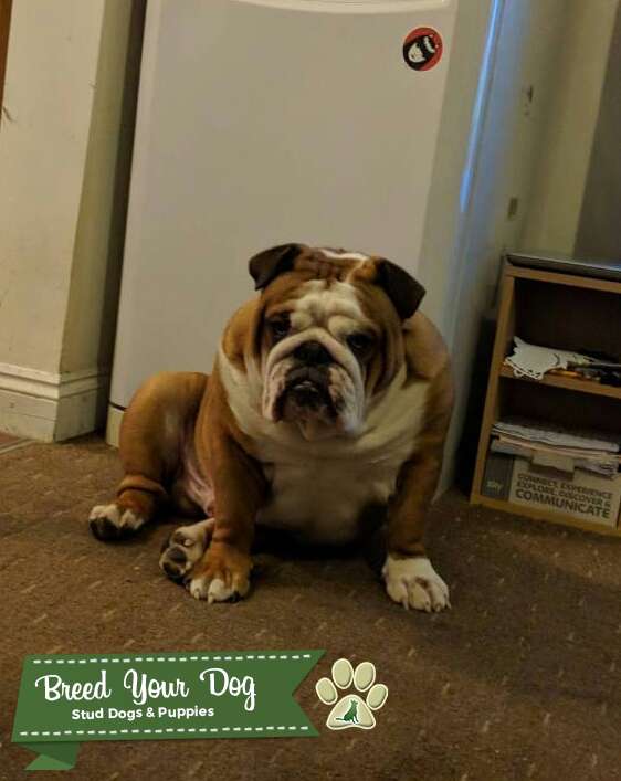 English Bulldog stud Stud Dog Cambridgeshire Breed Your Dog