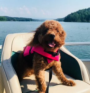 Looking for a Stud Mini Goldendoodle  Listing Image