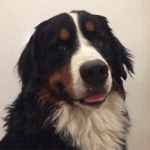 AKC Registered Stud Bernese Listing Image