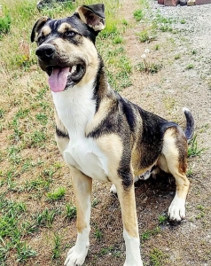 Wolf  Hybrid Stud Listing Image
