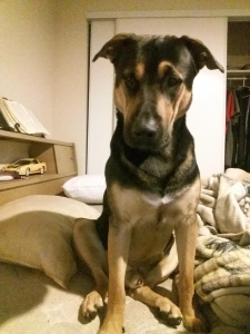 German Shepherd Lab mix Listing Image