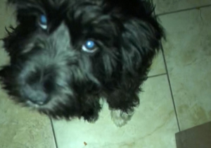 Miniature schnauzer Listing Image