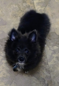 Unique colored Pomeranian Listing Image