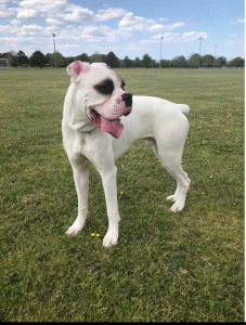 AKC registered boxer ready to stud! Listing Image