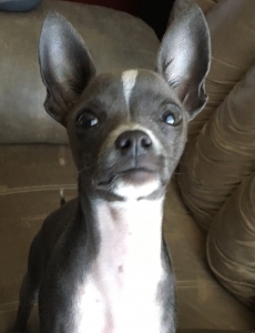 Blue Chihuahua  Listing Image