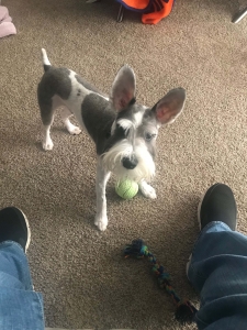 Salt and Pepper Male Miniature Schnauzer Listing Image