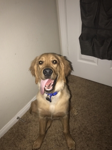 Dark golden retriever  Listing Image
