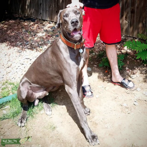 AKC Blue European Great Dane Listing Image