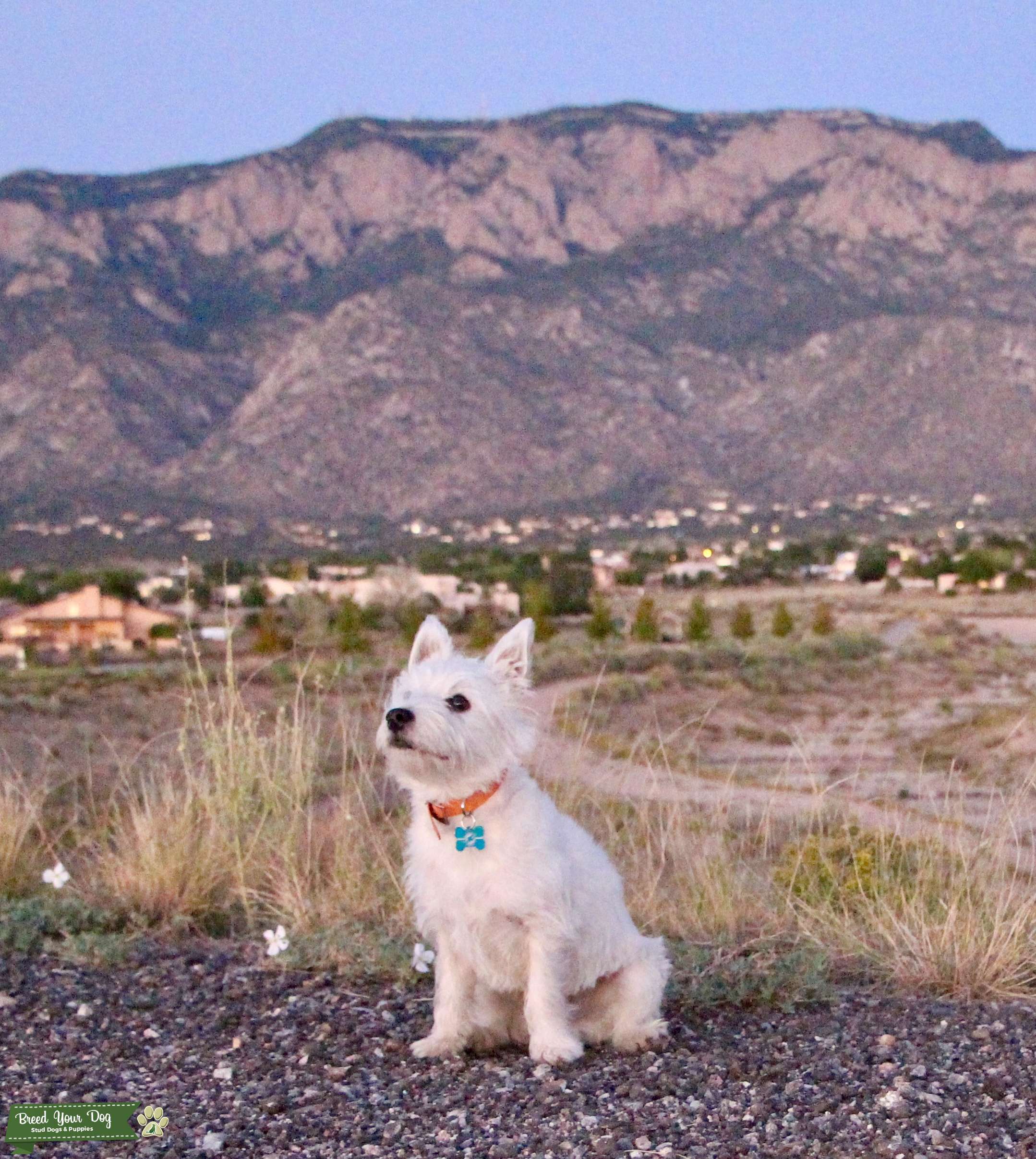 White West Highland Terrier Stud Dog San Antonio, Texas Breed Your Dog