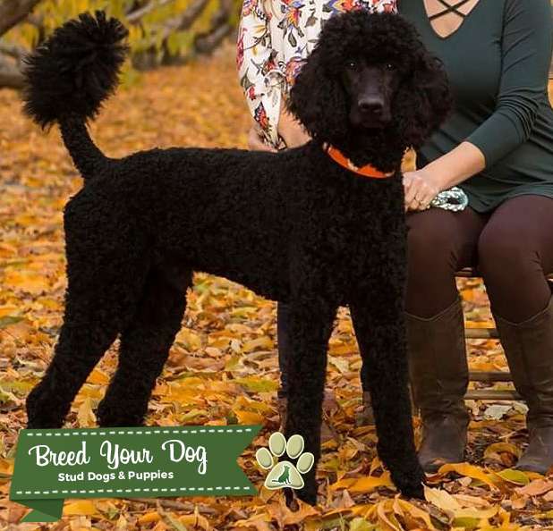 Standard Poodle Stud Stud Dog in South Carolina , the United States Breed Your Dog