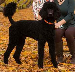 standard poodle stud near me
