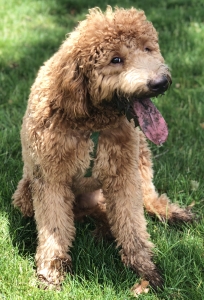 Brown Goldendoodle Male Stud Listing Image