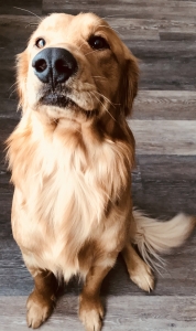 Dark Golden Retriever Listing Image