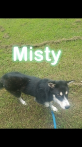 Great dog to breed Listing Image