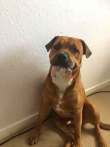 american bulldog cross rottweiler puppies for sale