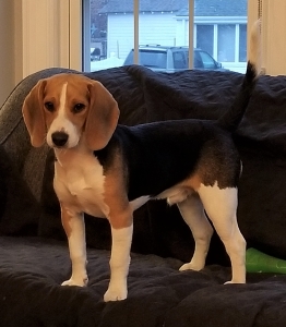 Wonderful Beagle, Frankie is ready to be a dad for the first time. Listing Image