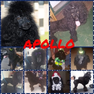 Introducing Apollo, AKC miniature poodle stud Listing Image
