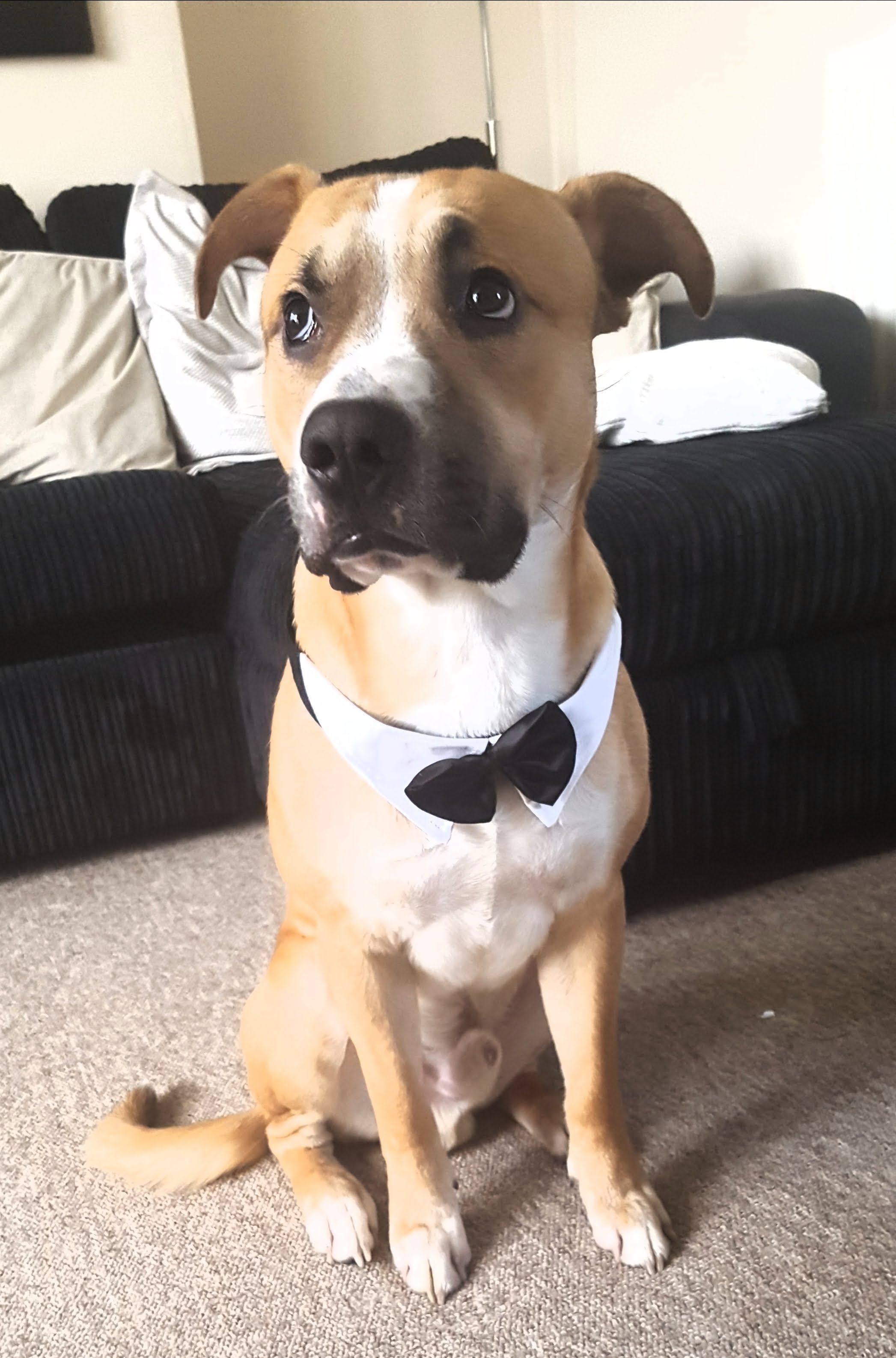 Collie Puppy Bull Terrier X Border Collie Hot Border Collie X