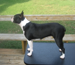 Boston Terrier Needs Male Stud AKC Only Listing Image