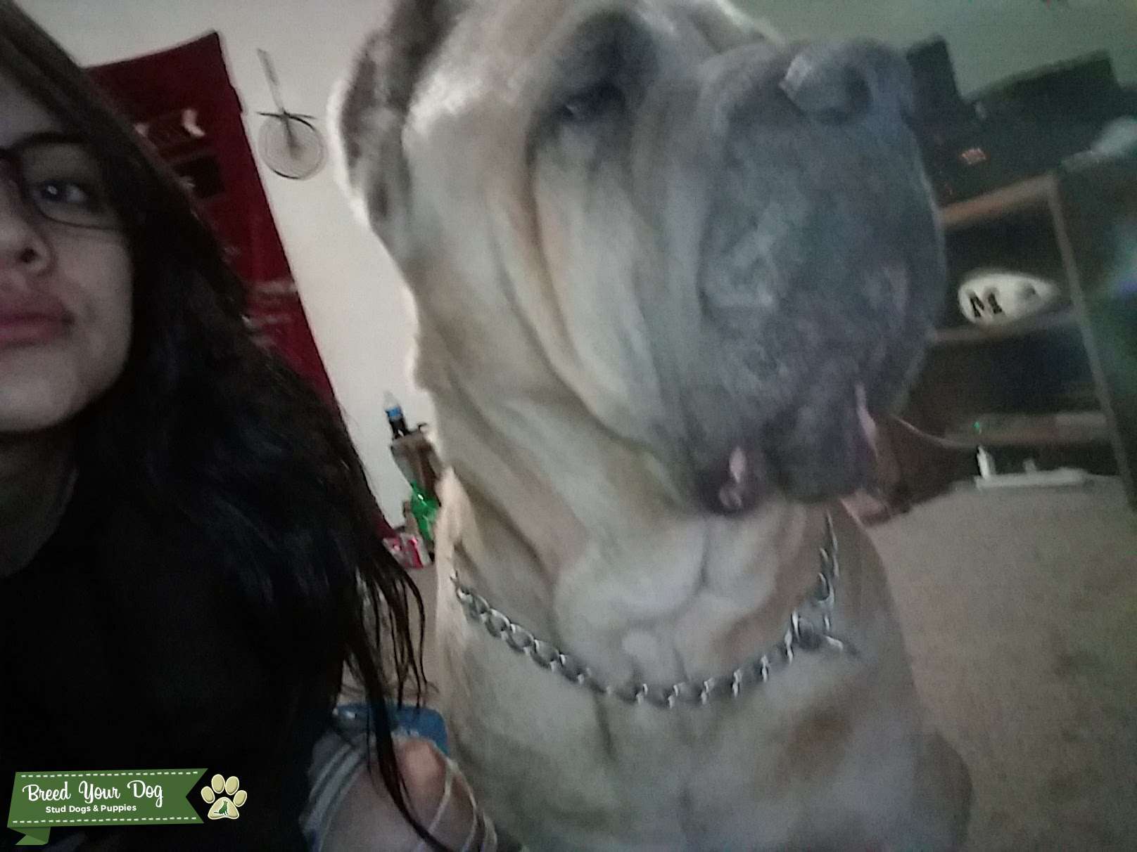 Stud Dog Cane Corso Stud Service Breed Your Dog