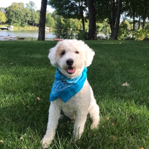 Proven Doodle Dad! Mini Sheepadoodle with unique markings and high qualifications! Listing Image