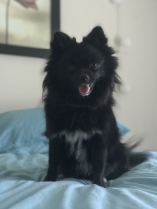 Black with white markings Pomeranian Listing Image