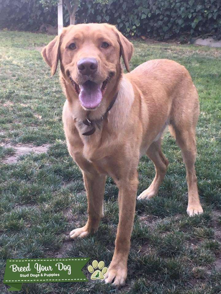 Beautiful, friendly, energetic, Full breed Labrador Retriever Stud