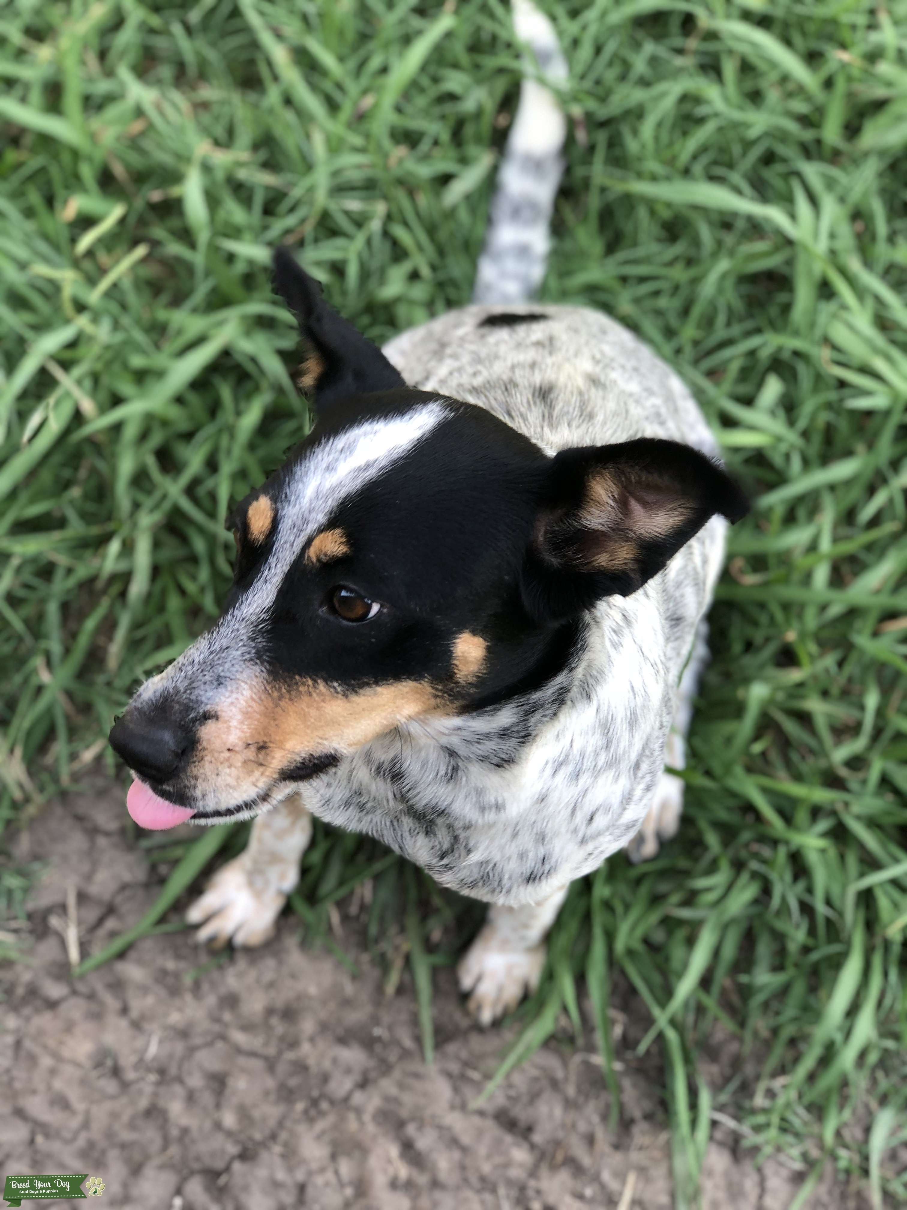 Stud Dog Blue Heeler/Mix Stud Wanted Breed Your Dog