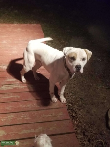White Male American bulldog  Listing Image