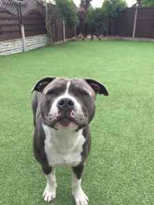 wanted staffordshire bull terrier