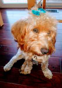 Stud Dog Doxiepoo Stud Breed Your Dog