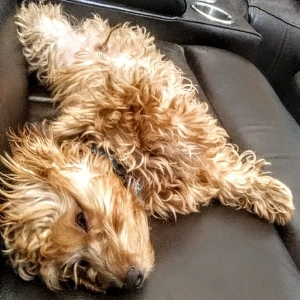 Stud Dog Doxiepoo Stud Breed Your Dog