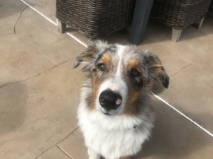 Blue Merle Australian shepherd stud  Listing Image