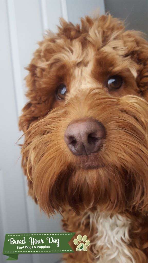 Red/apricot cockapoo Stud Dog in Berkshire , United States Breed