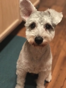 Platinum Miniature Schnauzer  Listing Image