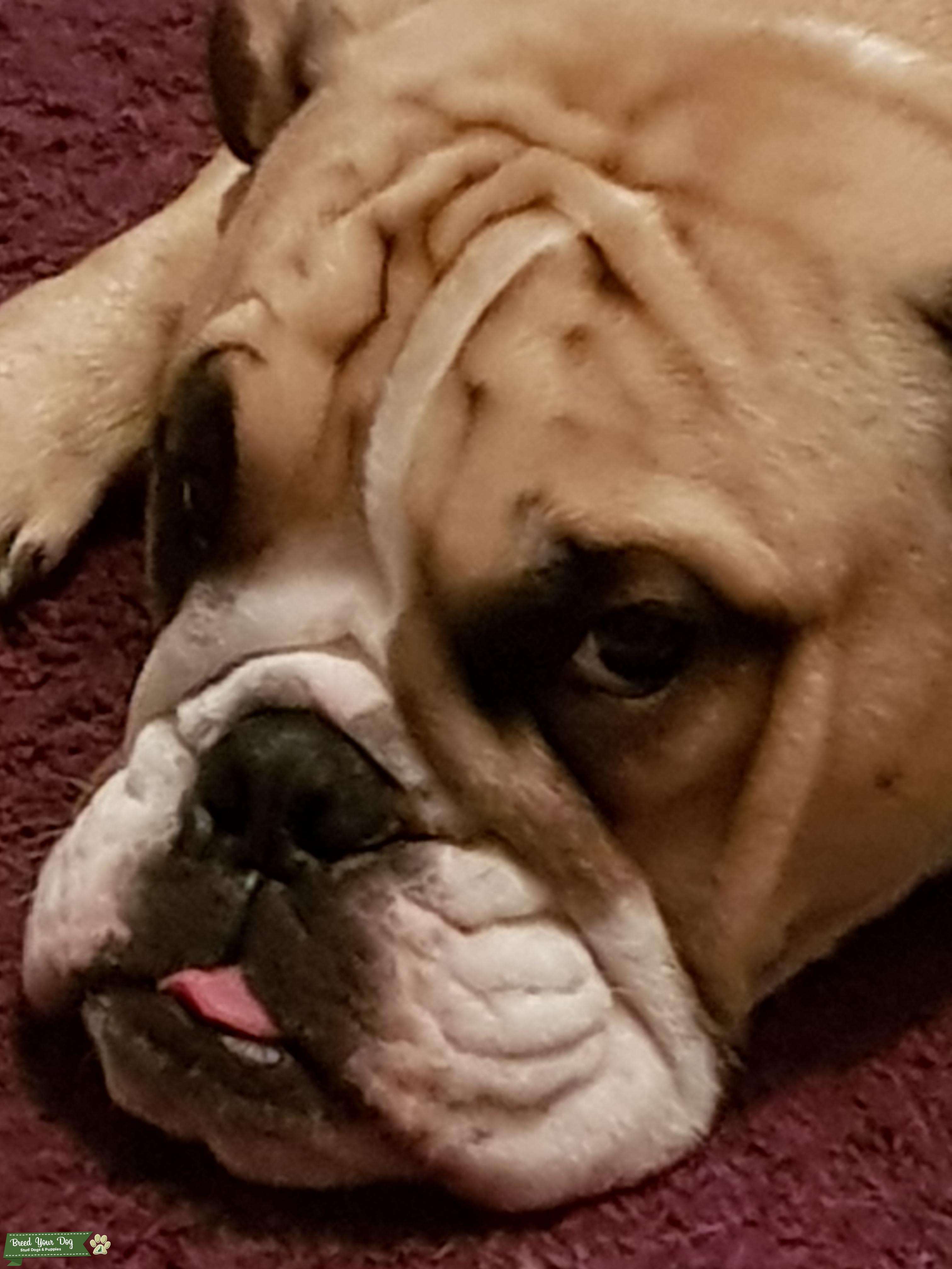 Stud Dog - English Bulldog Stud - Breed Your Dog