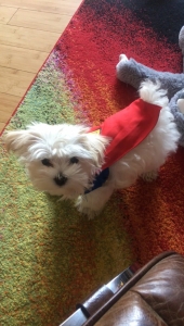 White Morkie Stud  Listing Image