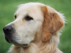 Golden English Cream Retriever Listing Image