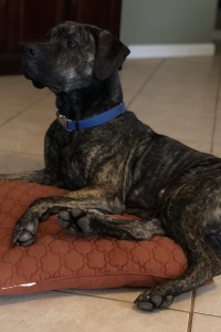ISO mastiff stud Listing Image