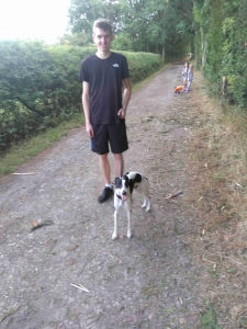 18 month old whippet dog for stud Listing Image