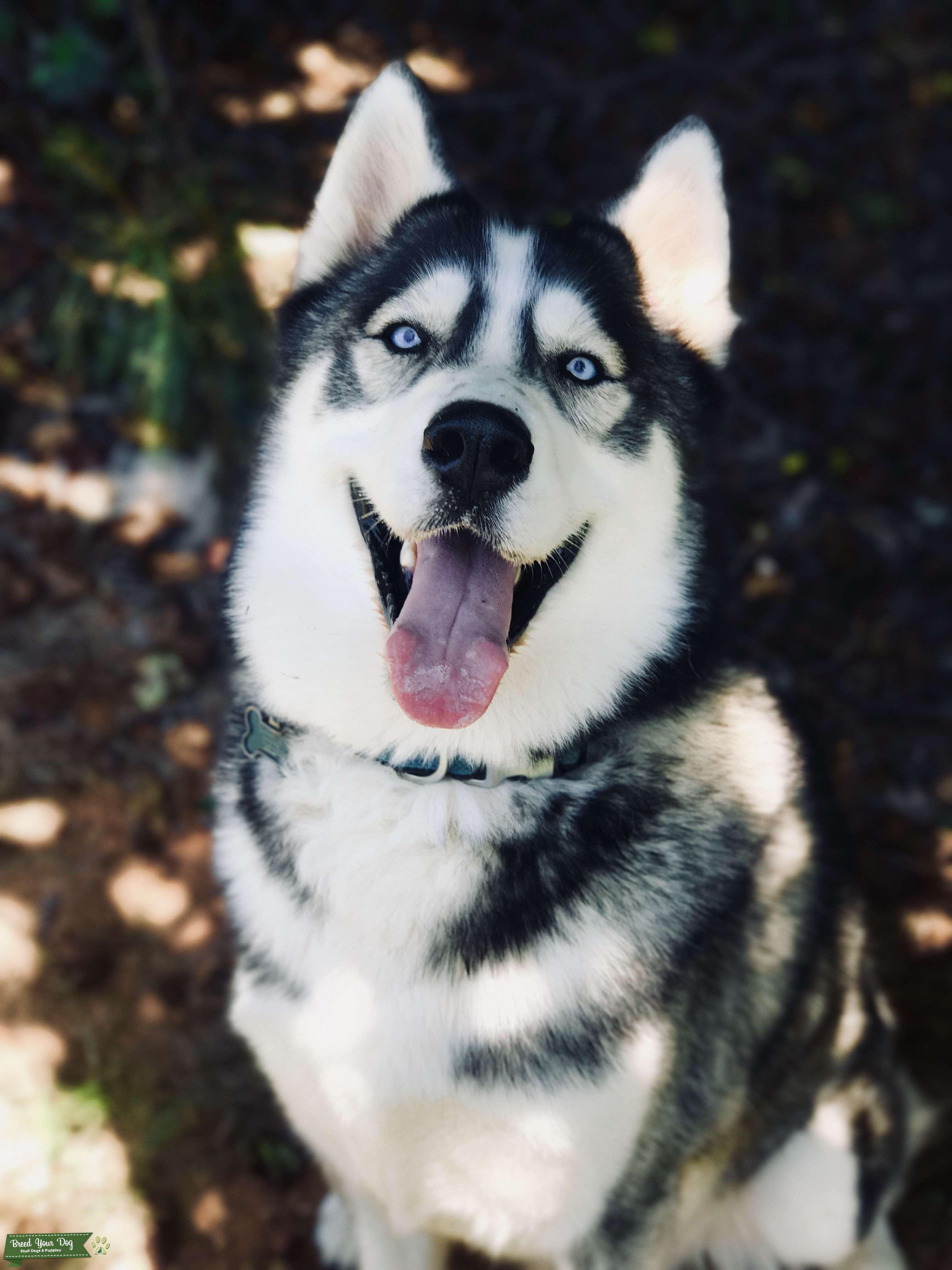Stud AKC Siberian Husky Stud Dog in the United States