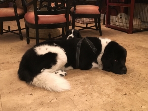 Landseer Newfoundland Stud Listing Image