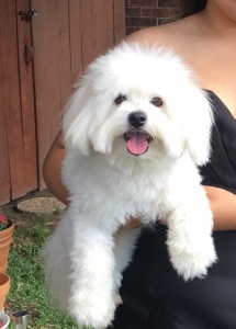 Maltepoo looking for Bitch Listing Image