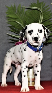 Regal AKC Dalmatian Stud  Listing Image