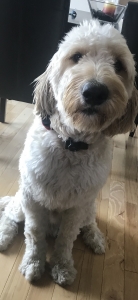 Goldendoodle stud Listing Image