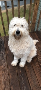 GoldenDoodle Listing Image